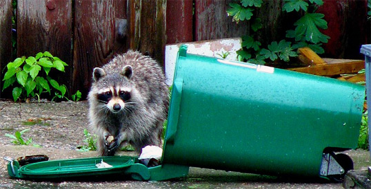 raccoon-trash-collector