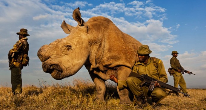 The last male nortnern white rhino  on Earth, under guard from poachers