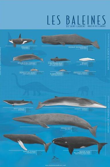 A French poster of all the whales found in the St. Laurence River basin
